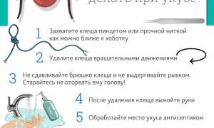 Как защитить ребенка от укуса клеща и что делать, если укус был