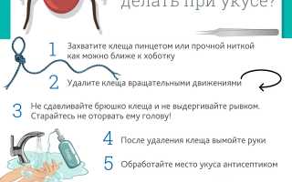 Как защитить ребенка от укуса клеща и что делать, если укус был